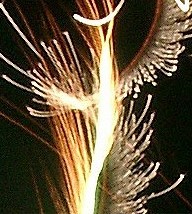 firework_closeup1.jpg (21924 bytes)